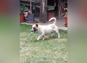 PILLI ca. 1,5 J. JRT-Dackelmixhündin, Familienhund, kinderlieb