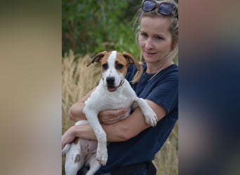 Daphne – ein Wirbelwind mit Jack-Russell-Vibes sucht aktive Menschen