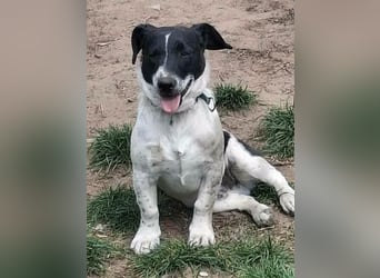 PORTOS ca. 8 mon. JRT-Teenager sucht  sportl., aktive Familie