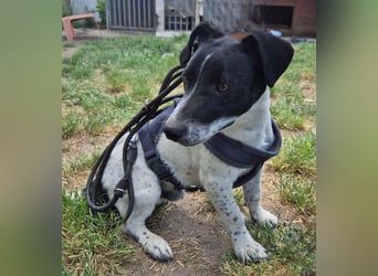 PORTOS ca. 8 mon. JRT-Teenager sucht  sportl., aktive Familie