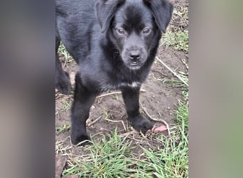 XENA ca. 5 mon. kleinbleibendes Mischlingsmädchen sucht ein Zuhause
