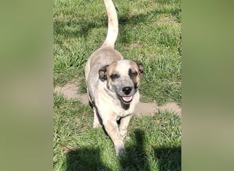 PILLI ca. 1,5 J. JRT-Dackelmixhündin, Familienhund, kinderlieb