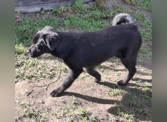 XENA ca. 5 mon. kleinbleibendes Mischlingsmädchen sucht ein Zuhause