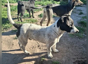 PORTOS ca. 8 mon. JRT-Teenager sucht  sportl., aktive Familie