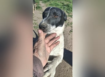 PORTOS ca. 8 mon. JRT-Teenager sucht  sportl., aktive Familie