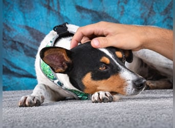 Remy – kleiner Angsthase mit Riesenherz