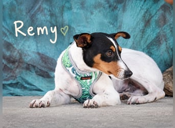 Remy – kleiner Angsthase mit Riesenherz