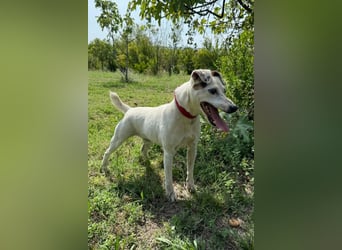 ♥ Roki ♥ Jacki-Mix, aktiv, lebensfroh, liebt Menschen