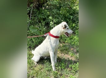 ♥ Roki ♥ Jacki-Mix, aktiv, lebensfroh, liebt Menschen