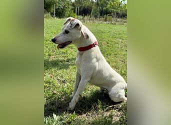 Kleiner Rüde ♥ Roki ♥ Jacki-Mix, aktiv und liebt Menschen