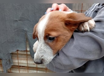 Jacky-Mix ♥Amy♥ aktive und lebensfrohe Junghündin