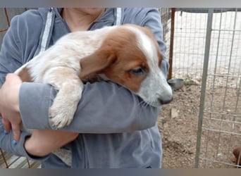 Jacky-Mix ♥Amy♥ aktive und lebensfrohe Junghündin