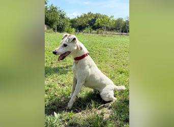 ♥Roki♥ Jacki-Mix, aktiv, liebt Menschen