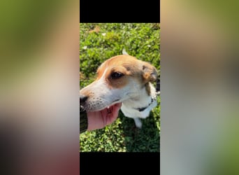Dolly, junge Jack Russel Mischlingshündin
