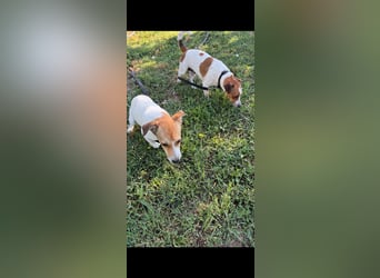 Dolly, junge Jack Russel Mischlingshündin