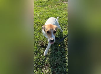 Dolly, junge Jack Russel Mischlingshündin