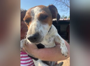 Dolly, junge Jack Russel Mischlingshündin