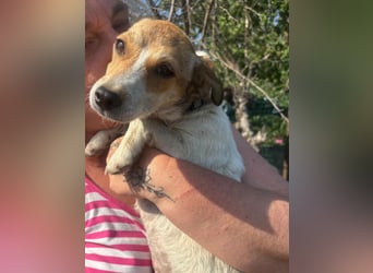 Dolly, junge Jack Russel Mischlingshündin