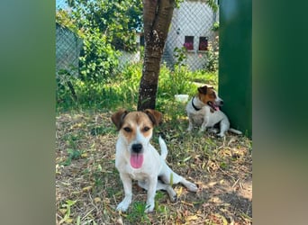 Dolly, junge Jack Russel Mischlingshündin