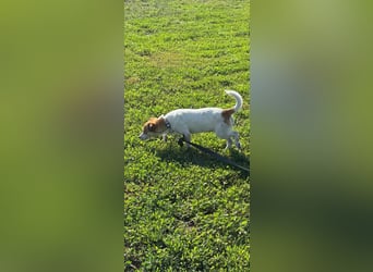 Dolly, junge Jack Russel Mischlingshündin