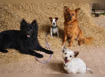 Benny auf dem Weg in sein Glück