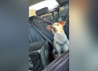 Benny auf dem Weg in sein Glück