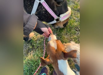 Benny auf dem Weg in sein Glück