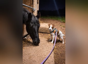 Benny auf dem Weg in sein Glück
