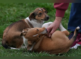 ❤️ Pepe, Jack Russel Mix Baby