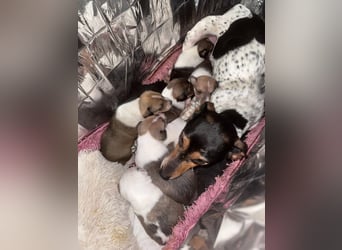 Lisa❤️tapferes Jack Russelmix Mädchen