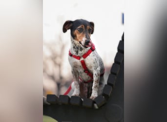 Lisa❤️tapferes Jack Russelmix Mädchen