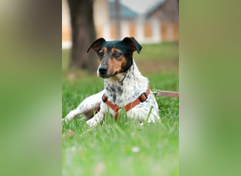 Lisa❤️tapferes Jack Russelmix Mädchen