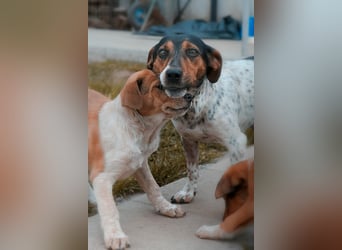 Lisa❤️tapferes Jack Russelmix Mädchen