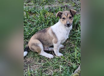 ❤️ Pepe, Jack Russel Mix Baby