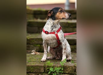 Lisa❤️tapferes Jack Russelmix Mädchen