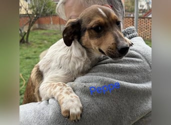 ❤️ Pepe, Jack Russel Mix Baby