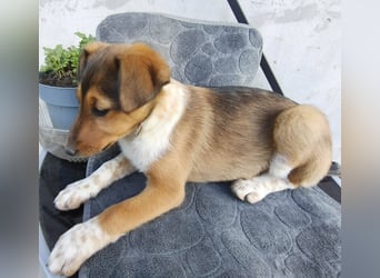 ❤️ Pepe, Jack Russel Mix Baby