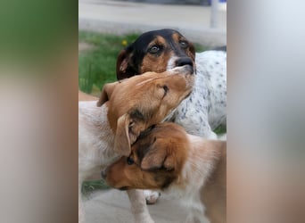 Lisa❤️tapferes Jack Russelmix Mädchen