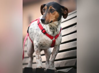 Lisa❤️tapferes Jack Russelmix Mädchen