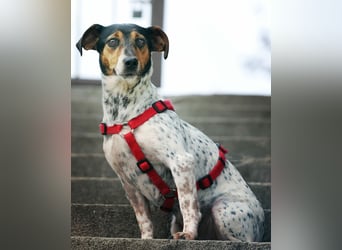 Lisa❤️tapferes Jack Russelmix Mädchen