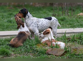 ❤️ Pepe, Jack Russel Mix Baby
