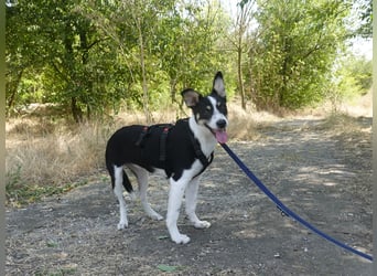 Marla sucht ein liebevolles Zuhause