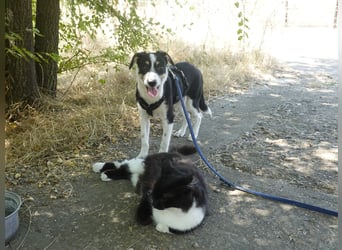 Marla sucht ein liebevolles Zuhause