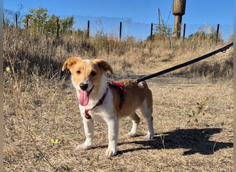 Kleine Maya wünscht sich ein Zuhause Kleine Maya wünscht sich ein Zuhause