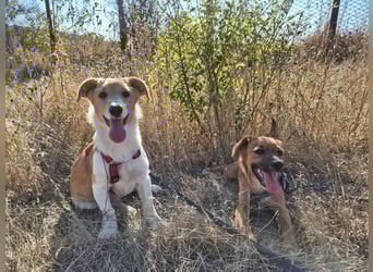 Kleine Maya wünscht sich ein Zuhause Kleine Maya wünscht sich ein Zuhause