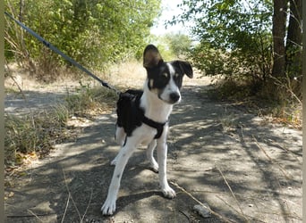 Marla sucht ein liebevolles Zuhause