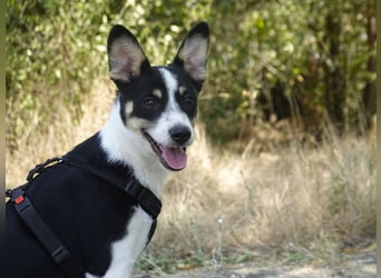 Marla sucht ein liebevolles Zuhause