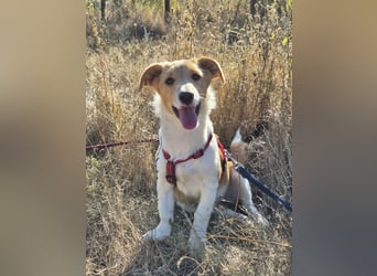 Kleine Maya wünscht sich ein Zuhause Kleine Maya wünscht sich ein Zuhause