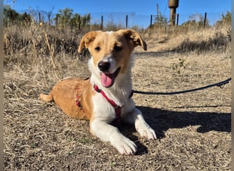 Kleine Maya wünscht sich ein Zuhause Kleine Maya wünscht sich ein Zuhause