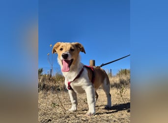 Kleine Maya wünscht sich ein Zuhause